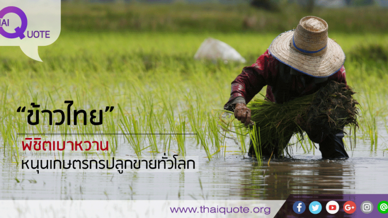“ข้าวไทย” พิชิตเบาหวาน หนุนเกษตรกรปลูกขายทั่วโลก