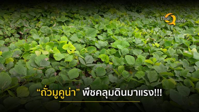 “ถั่วมูคูน่า” พืชคลุมดินในสวน ช่วยเกษตรกรไทย ลดต้นทุนปุ๋ยเคมี-ยาฆ่าหญ้า