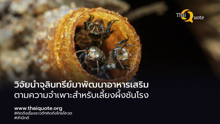 พัฒนาอาหารเสริมสำหรับการเลี้ยงผึ้งชันโรงโดยใช้จุลินทรีย์ช่วยเพิ่มประสิทธิภาพการผลิตน้ำผึ้งชันโรง