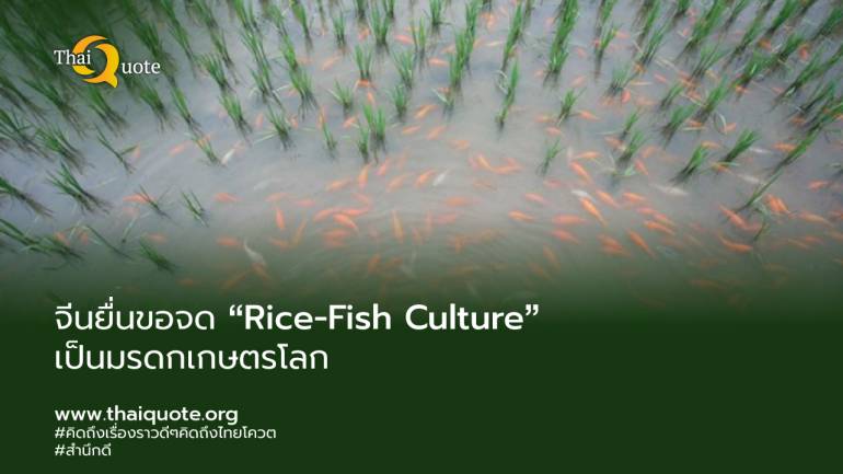 การเลี้ยงปลาในนาข้าวของจีนไม่ใช่เป็นเพียงระบบเกษตรเท่านั้น แต่เป็นวัฒนธรรมที่สืบทอดมานานนับ 2,000 ปี