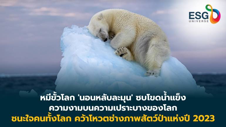 หมีขั้วโลก ‘นอนหลับไหล’  1 ใน 5 ภาพชีวิตสัตว์ป่า ความน่ารักเทใจโหวดจากคนทั่วโลก