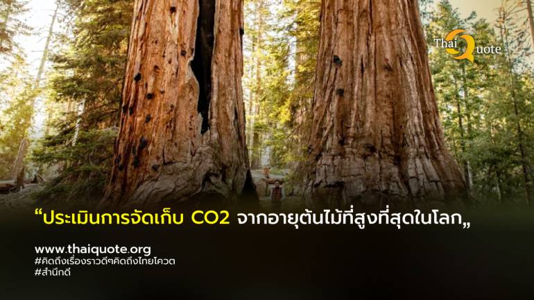 นักวิทยาศาสตร์กำลังใช้เลเซอร์เพื่อคำนวณการดูด CO2 จากอายุต้นไม้ที่สูงที่สุดในโลกที่ป่าเรดวูดในแคลิฟอร์เนีย