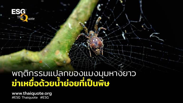 แมงมุมในวงศ์ Uloboridae ห่อเหยื่อด้วยใยแมงมุมและคลุมด้วยของเหลวมีพิษก่อนเริ่มงานเลี้ยงอันโอชะ