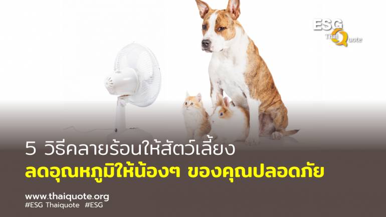 ผู้เชี่ยวชาญแนะนำวิธีจัดการให้สัตว์เลี้ยงปลอดภัยจากอุณหภูมิที่ร้อนจัด