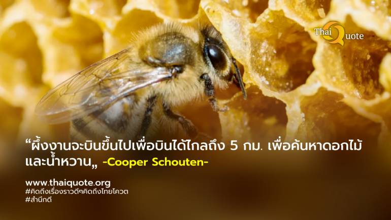 ผึ้งสร้างน้ำผึ้งได้อย่างไร?