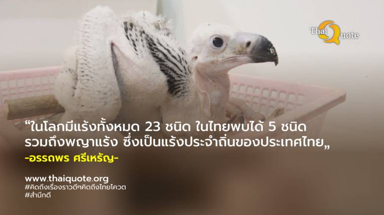 เปิดตัว “ลูกพญาแร้ง” ตัวแรกของประเทศไทย หลังรอมากว่า 30 ปี
