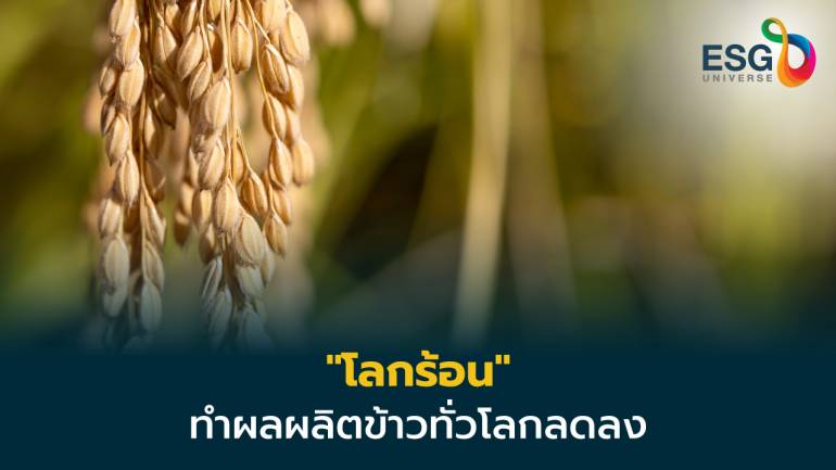 ธนาคารโลกเตือนไทย รับมือผลผลิตข้าวลด ชี้ราคาอาหารทั่วโลกพุ่งจากเหตุโลกเดือด