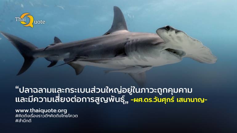 ม.บูรพา พัฒนาคลังข้อมูลดีเอ็นเอบาร์โค้ดของปลาฉลาม-ปลากระเบน ช่วยให้เห็นภาพความหลากหลายทางชีวภาพ