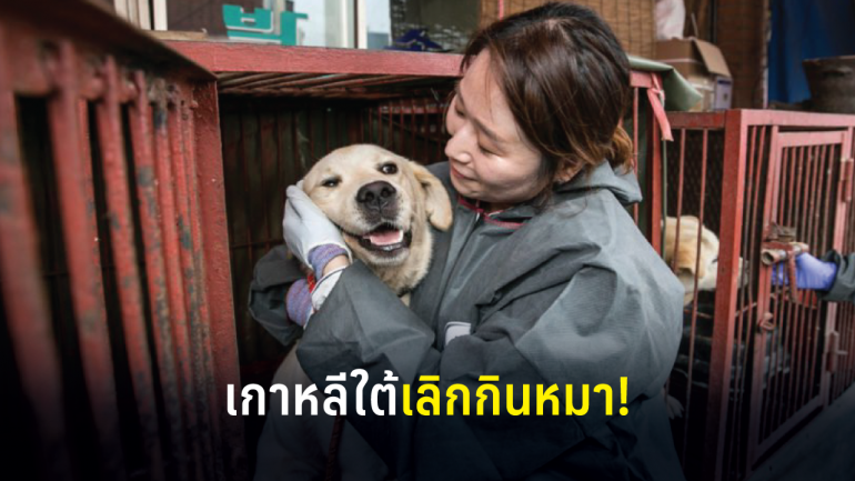 คนรักสัตว์เฮ! ตลาดค้าเนื้อสุนัขชื่อดังในเกาหลีใต้ถูกปิด 