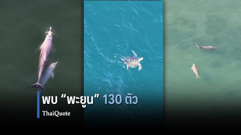 ข่าวดีทะเลไทย พบ “พะยูน” 130 ตัว โลมา-ฉลามวาฬ-เต่า เพียบ!!