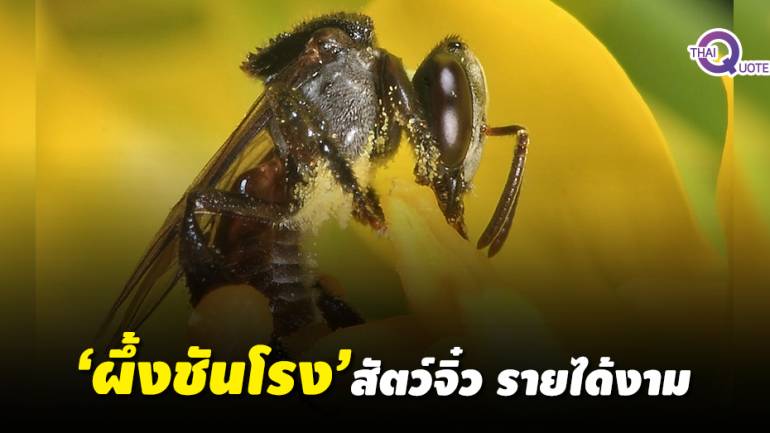 ‘ผึ้งชันโรง’ สัตว์เศรษฐกิจตัวจิ๋ว สร้างรายได้เพียบ
