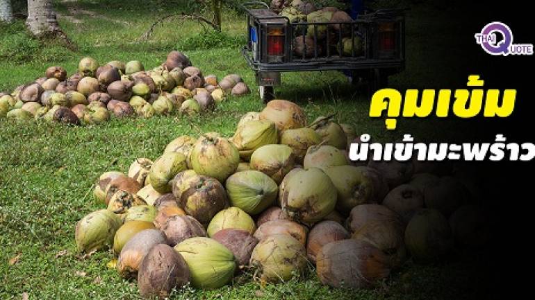 “พาณิชย์” ตรวจเข้มนำเข้ามะพร้าว ป้องกันกระทบราคาในประเทศ